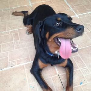 Meet your Posher, Joe